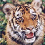 Аватар для Тиграша